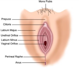 cosmetic gynecology